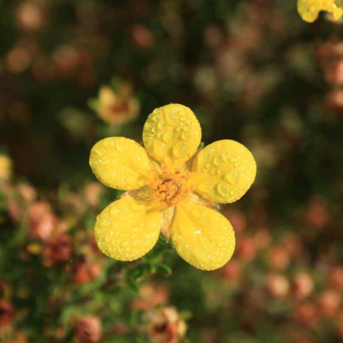 Potentilla_fruticosa_Bella_Lindsey_-_Sarga_viragu_cserjes_pimpo Potentilla fruticosa 'Bella Lindsey'® - Sárga virágú cserjés pimpó