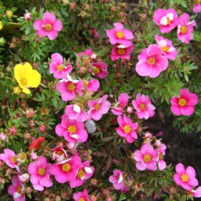Potentilla_fruticosa_Bella_Rosa_-_ Potentilla fruticosa 'Bella Rosa'® -