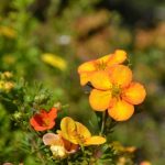 Potentilla fruticosa 'Bella Sol'®  - Narancsos-sárga virágú pimpó