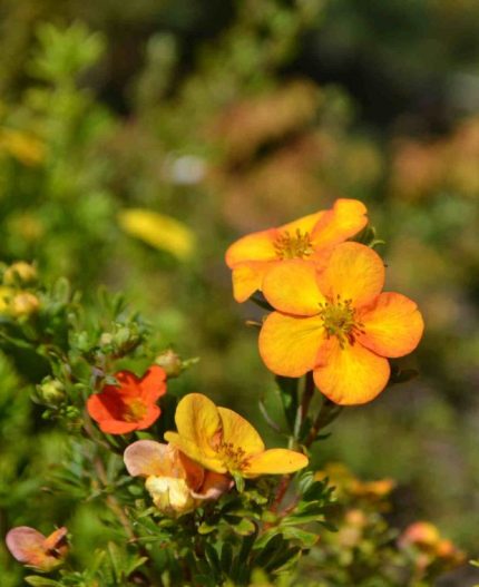 Potentilla fruticosa 'Bella Sol'®  - Narancsos-sárga virágú pimpó