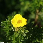 Potentilla fruticosa 'Goldfinger' -