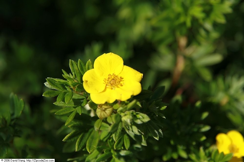 Potentilla_fruticosa_Goldfinger_-_ Potentilla fruticosa 'Goldfinger' -