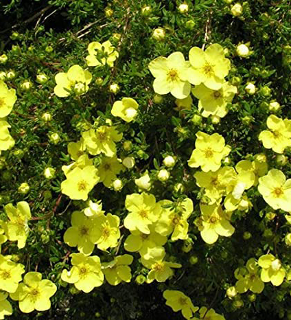 Potentilla fruticosa 'Goldstar' - Sárga virágú cserjés pimpó