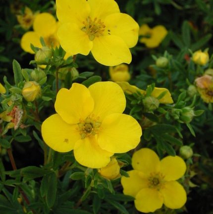 Potentilla fruticosa 'Goldteppich' - Sárga virágú cserjés pimpó