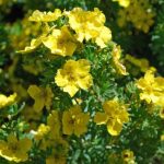 Potentilla fruticosa 'Hachmann's Gigant' - Sárga virágú cserjés pimpó