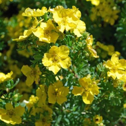 Potentilla fruticosa 'Hachmann's Gigant' - Sárga virágú cserjés pimpó