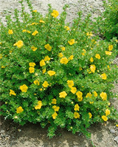 Potentilla fruticosa 'Kobold' - Sárga virágú