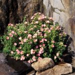 Potentilla fruticosa 'Lovely Pink'® - Rózsaszín virágú cserjés pimpó