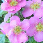 Potentilla fruticosa 'Pink Paradise'® - Rózsaszín féltelt kisvirágú pimpó