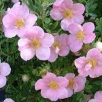 Potentilla fruticosa 'Pink Queen' -
