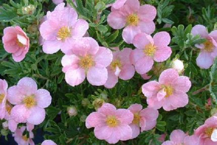 Potentilla fruticosa 'Pink Queen' -