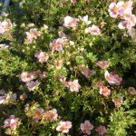 Potentilla fruticosa 'Princess' (Blink) - Halvány rózsaszín virágú pimpó