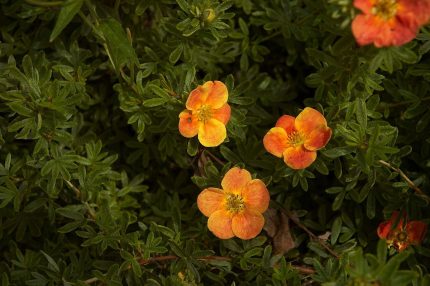 Potentilla fruticosa 'Red Ace' -