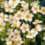 Potentilla fruticosa 'Snowflake' - Fehér virágú cserjés pimpó