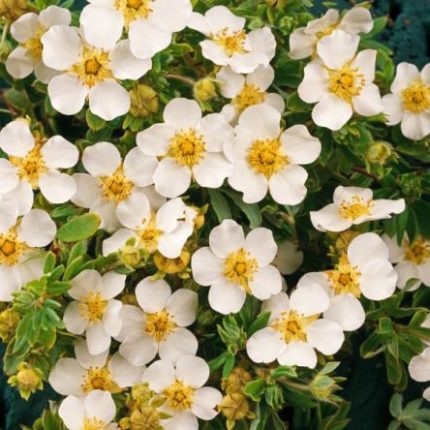 Potentilla fruticosa 'Snowflake' - Fehér virágú cserjés pimpó
