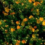 Potentilla fruticosa 'Solar'issima'® - Narancsos-sárga virágú cserjés pimpó