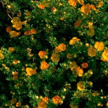 Potentilla fruticosa 'Solar'issima'® - Narancsos-sárga virágú cserjés pimpó