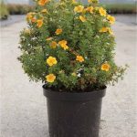 Potentilla fruticosa 'Tangerine' - Narancssárga virágú cserjés pimpó