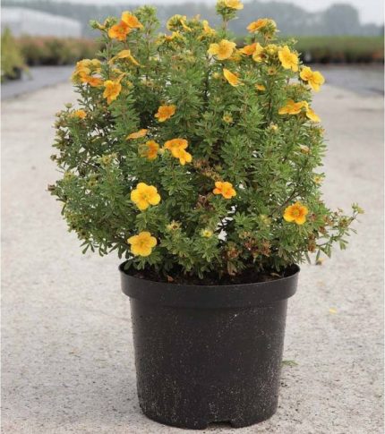 Potentilla fruticosa 'Tangerine' - Narancssárga virágú cserjés pimpó