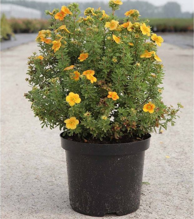 Potentilla_fruticosa_Tangerine_-_Narancssarga_viragu_cserjes_pimpo Potentilla fruticosa 'Tangerine' - Narancssárga virágú cserjés pimpó