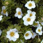 Potentilla fruticosa 'Tilford Cream' - Krémszínű virágú cserjés pimpó