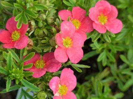 Potentilla fruticosa 'Bellissima '® - Rózsaszín virágú pimpó