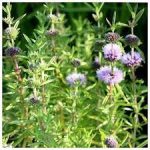 Preslia Cervina Angol menta kerti tavi növény