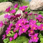 Primula  'Wanda' (Kankalin)