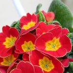 Primula  'Wanda Tomato Red' (Kankalin)