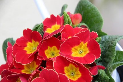 Primula  'Wanda Tomato Red' (Kankalin)