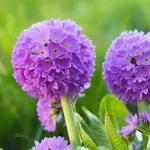 Primula denticulata 'Blue Selection' (Gömbös kankalin)