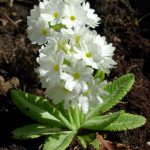 Primula denticulata 'Corolla White' (Gömbös kankalin)