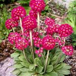 Primula denticulata 'Rubin Selection' (Gömbös kankalin)