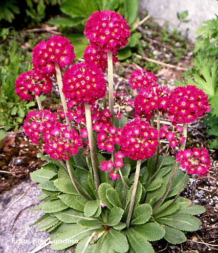 Primula denticulata 'Rubin Selection' (Gömbös kankalin)