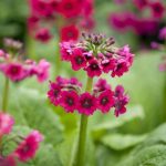 Primula japonica 'Miller's Crimson' (Japán kankalin)