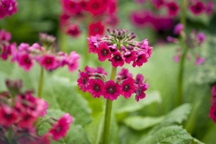 Primula japonica 'Miller's Crimson' (Japán kankalin)
