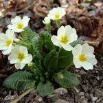 Primula japonica 'Wanda White' (Japán kankalin)