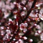 Prunus cistena - Törpe vérszilva