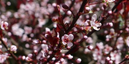 Prunus cistena - Törpe vérszilva