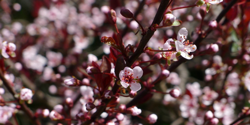 Prunus_cistena_-_Torpe_verszilva Prunus cistena - Törpe vérszilva