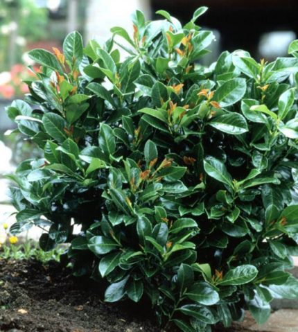 Prunus laurocerasus 'Etna'® - Babérmeggy