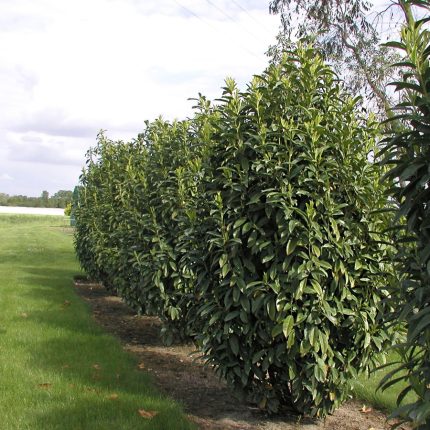 Prunus laurocerasus 'Genolia' ® - Oszlopos babérmeggy