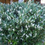 Prunus laurocerasus 'Mano' - Törpe babérmeggy