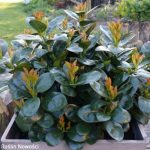 Prunus laurocerasus 'Miniredia'® -