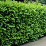 Prunus laurocerasus 'Novita' - Erős növekedésű