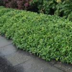 Prunus laurocerasus 'Piri' - Törpe gömbalakú babérmeggy