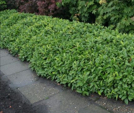 Prunus laurocerasus 'Piri' - Törpe gömbalakú babérmeggy