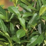 Prunus laurocerasus 'Polster' - Talajtakaró babérmeggy