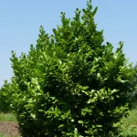Prunus laurocerasus 'Rotundifolia' -