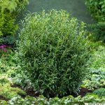 Prunus laurocerasus 'Sofia'® -